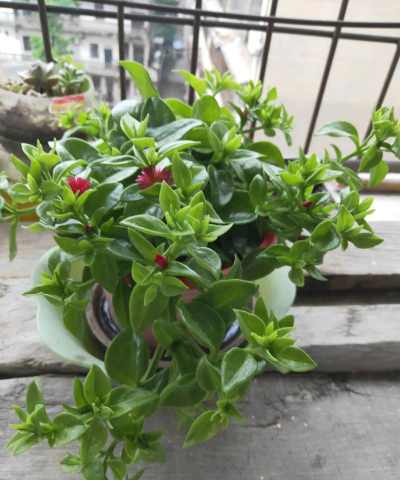 珍珍养花分享 珍珍养花分享