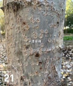 杨树拟茎点菌溃疡病的防治方法 杨树拟茎点菌溃疡病的防治方法