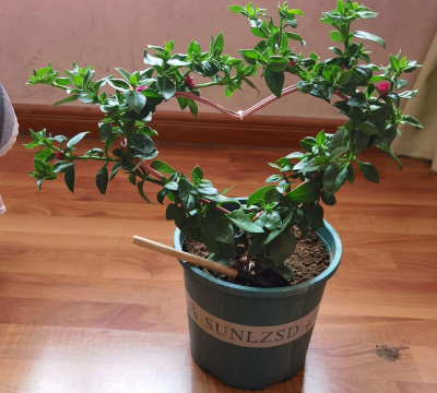 小乐教养花 小乐教养花