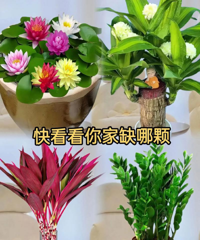 放什么养花不死 放什么养花不死