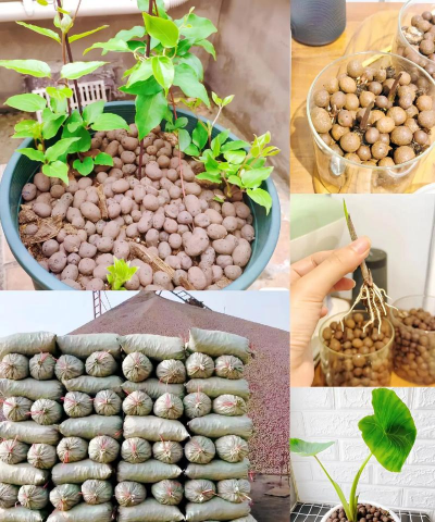 只用陶粒加水养花 只用陶粒加水养花