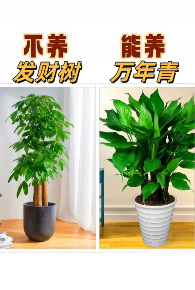 养盘和养花 养盘和养花