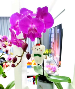 花好美养花高手 花好美养花高手