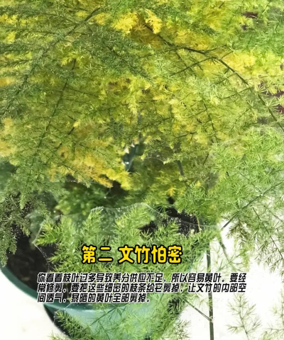 叶发黄怎么养花 叶发黄怎么养花