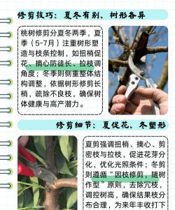 桃树修剪技术 桃树修剪技术