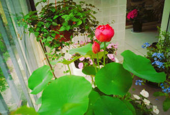 搜高平养花的人 搜高平养花的人