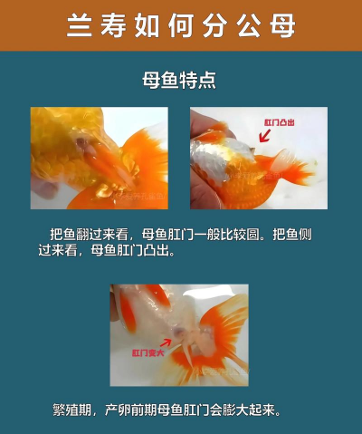 怎么繁殖寿 怎么繁殖寿