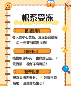 毛白杨黄叶落叶症的区别与防治 毛白杨黄叶落叶症的区别与防治
