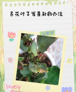 养花叶子黄 养花叶子黄