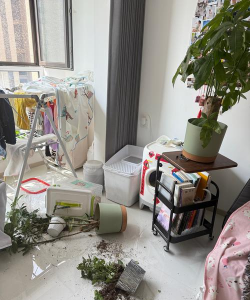 房间养花中毒 房间养花中毒