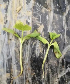 针阔叶树幼苗猝倒病防治方法 针阔叶树幼苗猝倒病防治方法