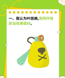 非洲紫罗兰(棒孢)叶斑病 非洲紫罗兰(棒孢)叶斑病