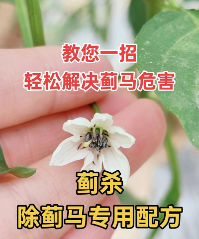 小蓟灰斑病的防治方法 小蓟灰斑病的防治方法