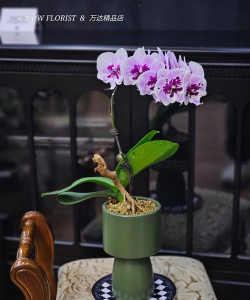 帝师谈养花 帝师谈养花