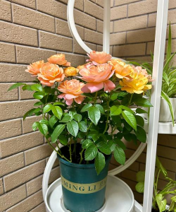 养花入门果汁阳台 养花入门果汁阳台