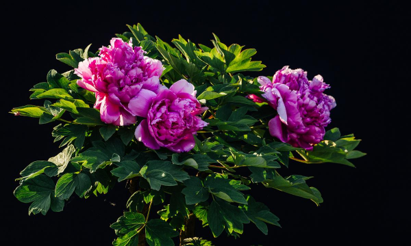 养花突然变黄 养花突然变黄