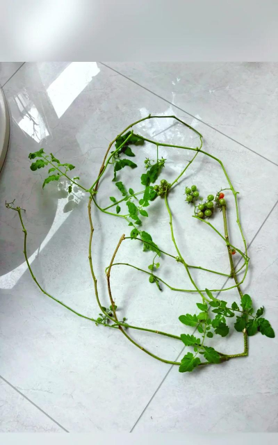 养花人心碎瞬间 养花人心碎瞬间