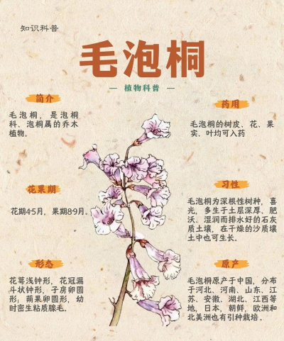 泡桐腐烂病症状及防治方法 泡桐腐烂病症状及防治方法