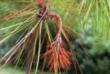 华北落叶松枯梢病的症状及防治 华北落叶松枯梢病的症状及防治