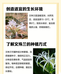 文殊兰叶斑病的防治方法 文殊兰叶斑病的防治方法