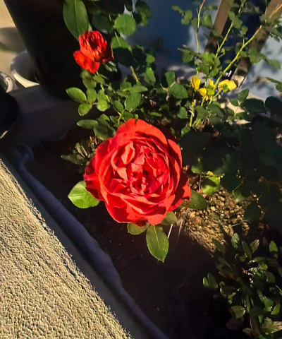 天狼教你养花 天狼教你养花