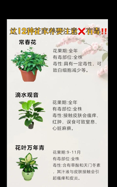 初春为什么不能养花 初春为什么不能养花