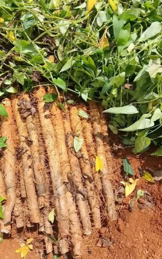 山药什么省可以种植 山药什么省可以种植