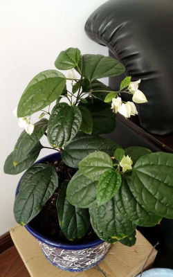 龙吐珠叶斑病防治 龙吐珠叶斑病防治