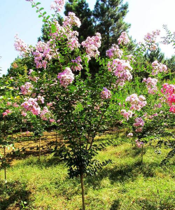 矮生紫薇的生产 矮生紫薇的生产