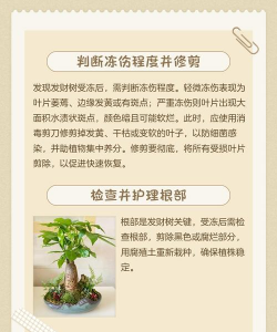发财树冻了如何 发财树冻了如何