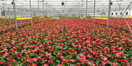 东北冬季大棚养花 东北冬季大棚养花