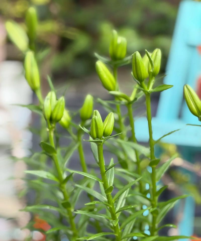 花开需要养花人 花开需要养花人