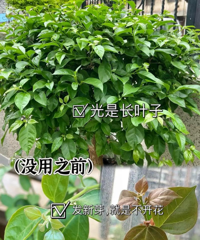 养花咋不开花 养花咋不开花