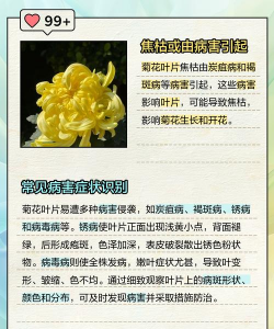 菊花病害发生与防治 菊花病害发生与防治