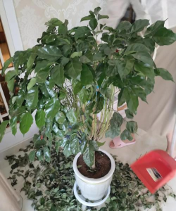 室内养花失败案例 室内养花失败案例