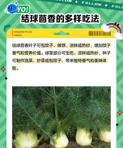 结球茴香栽培技术 结球茴香栽培技术