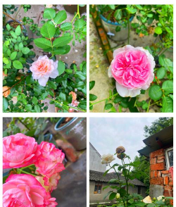 梅雨天养花 梅雨天养花