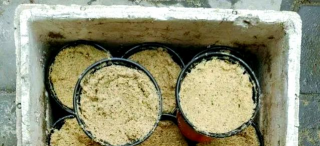 锯未 拌土 养花 锯未 拌土 养花