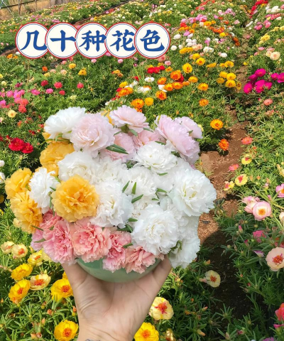 不用阳光土壤养花好吗 不用阳光土壤养花好吗