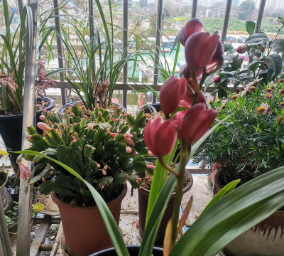 我要看养花知认 我要看养花知认