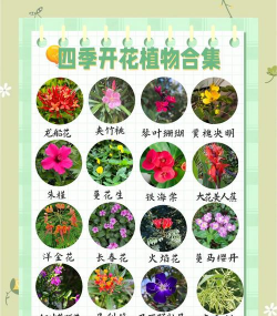 四季新手养花 四季新手养花