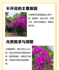 养花为什么不爱开 养花为什么不爱开