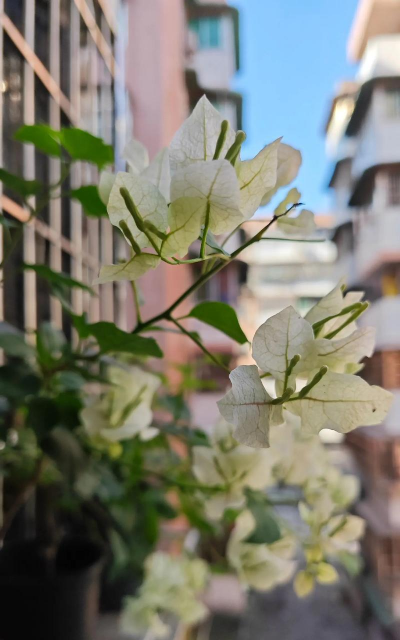 不管在哪上班都会养花 不管在哪上班都会养花