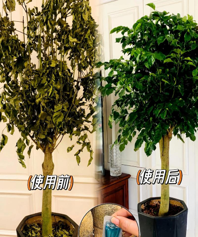 养花用植物再生液 养花用植物再生液