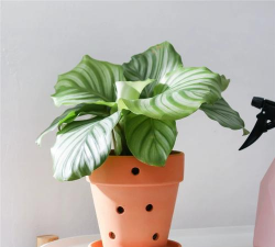 花盆侧壁怎么打孔养花 花盆侧壁怎么打孔养花