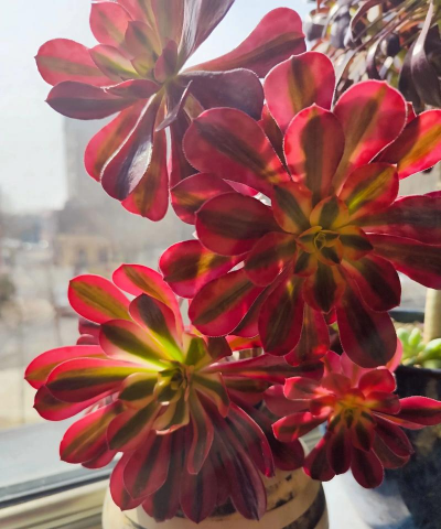 乐此不疲养花说说句子 乐此不疲养花说说句子