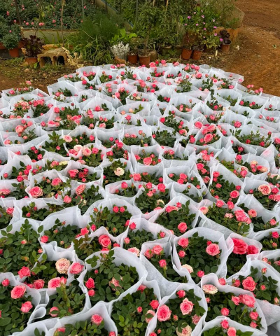 月豪花卉养花批发 月豪花卉养花批发