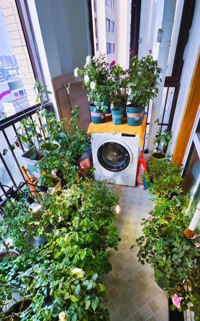 阳台养花为啥不爱活 阳台养花为啥不爱活