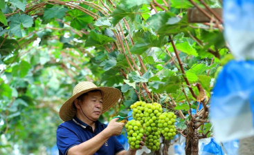 青提葡萄无公害栽培技术 青提葡萄无公害栽培技术
