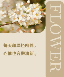 养花不会养的文案 养花不会养的文案